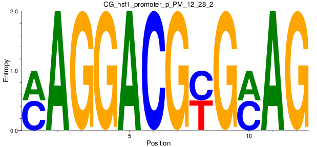 CG_hsf1_promoter_p_PM_12_28_2