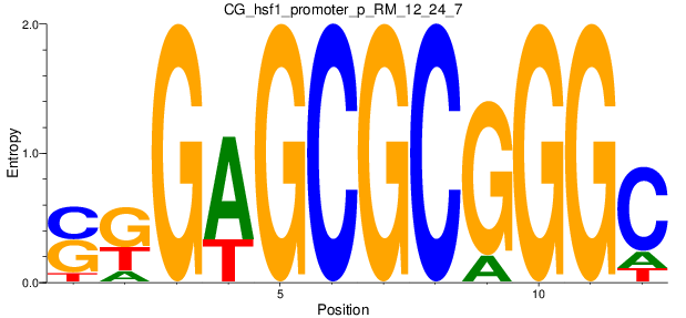 CG_hsf1_promoter_p_RM_12_24_7