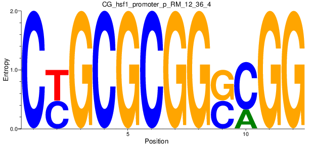 CG_hsf1_promoter_p_RM_12_36_4